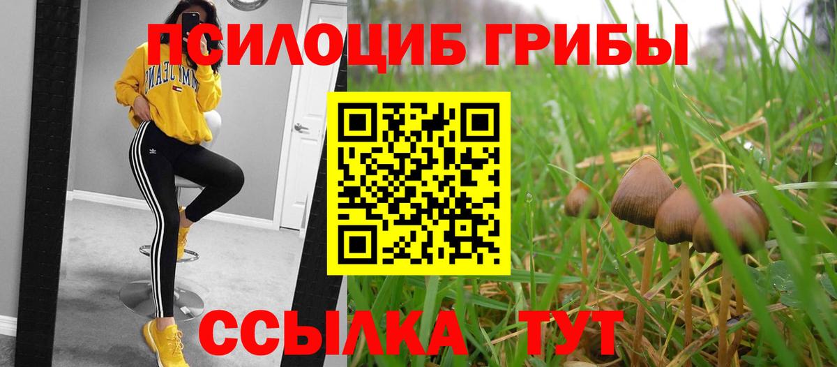 Псилоцибиновые грибы Psilocybe  Вход с VPN  Великие Луки 